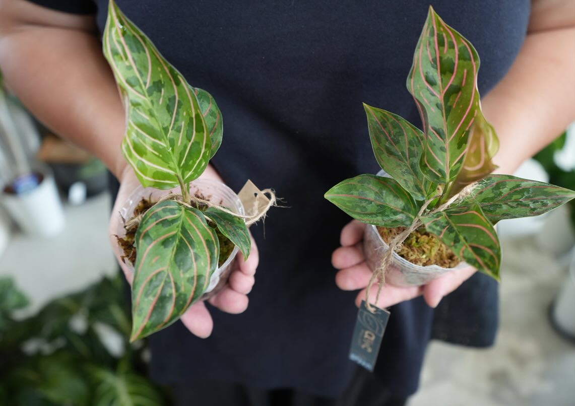 アグラオネマ レッドアーミー 2.5号 美しい葉模様 ハイブリット 希少