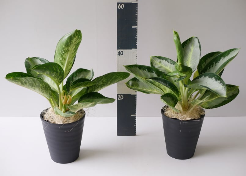 アグラオネマ カンクン 6号 斑入りが美しい レア 大株 ホワイトステム