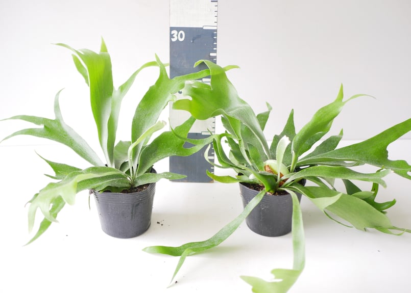 コウモリラン ビカクシダ 着生植物 観葉植物 | インテリアグリーンと