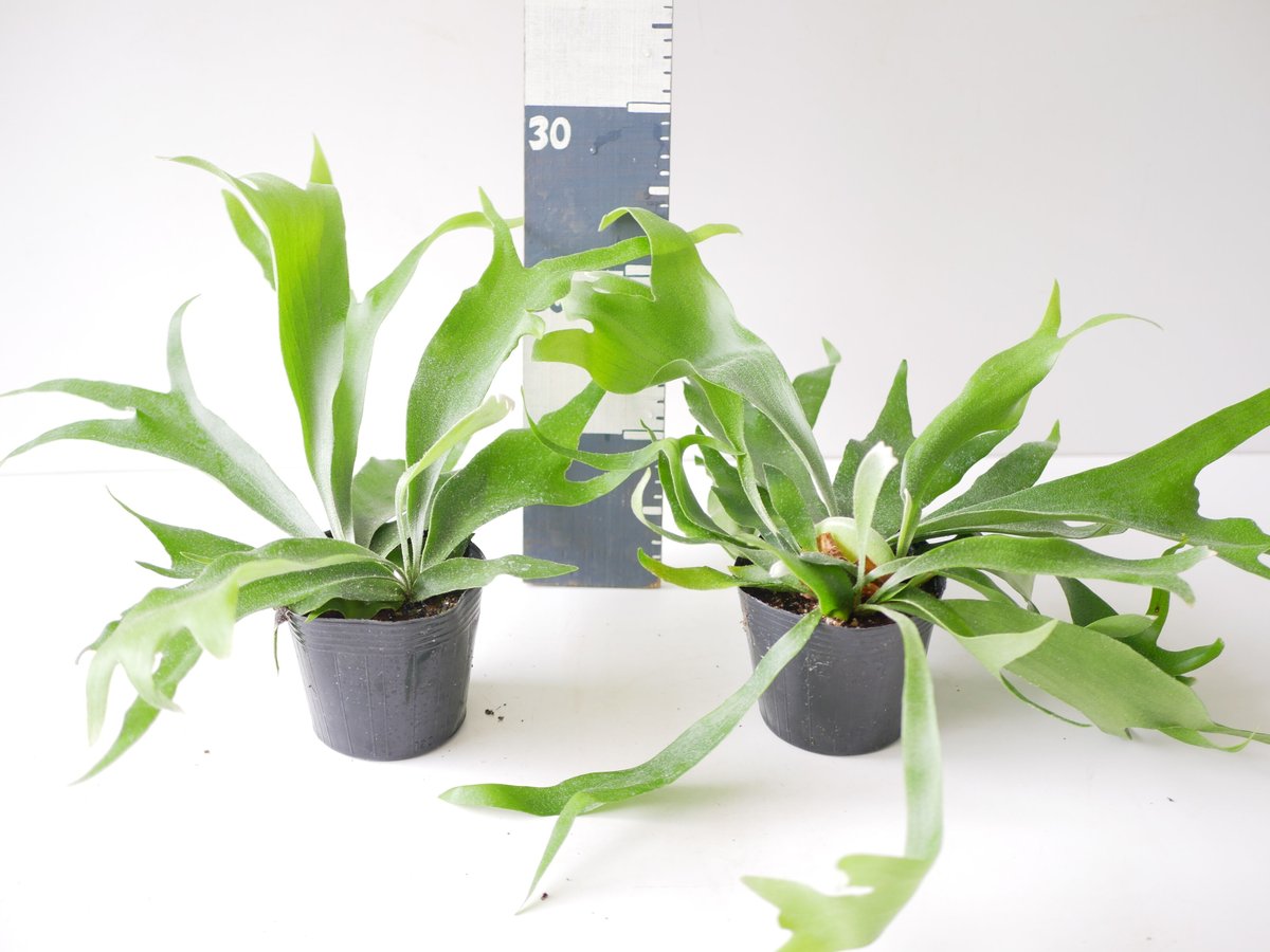 コウモリラン ビカクシダ 着生植物 観葉植物 | インテリアグリーンと