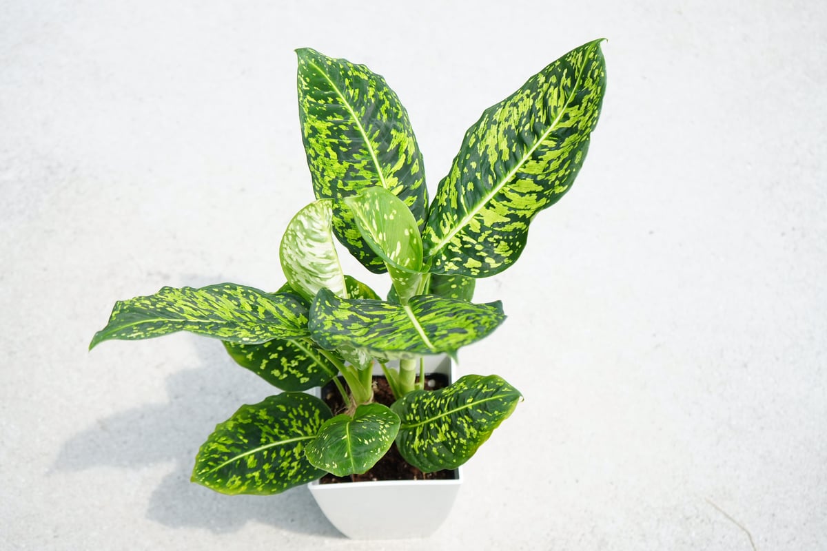 ディフェンバキア リフレクター 7号 迫力のある大葉 人気品種