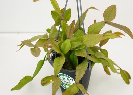 リプサリス　エリプティカ　ハンギング　観葉植物　森林サボテン　育てやすい