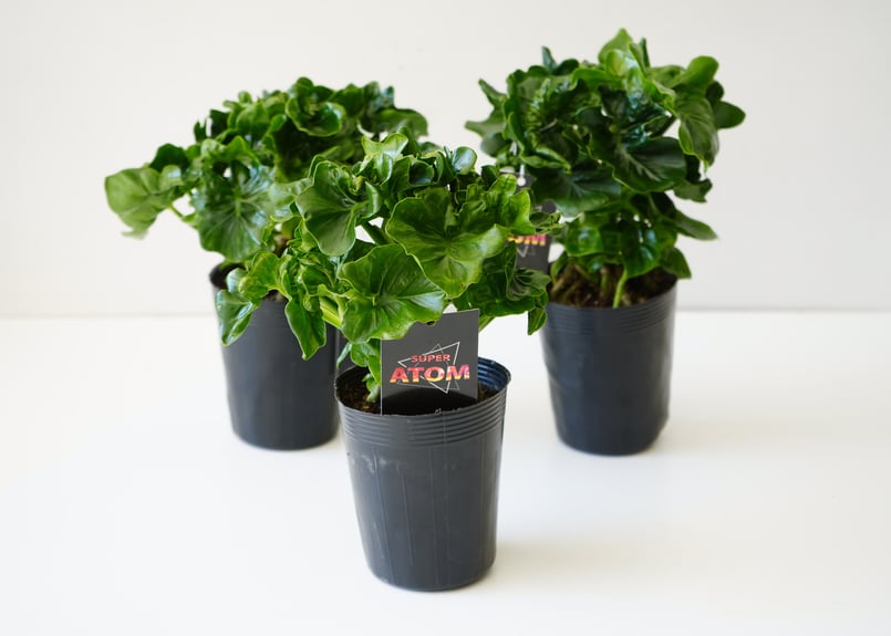 セローム 太幹 オシャレグリーン ７号 太幹 フィロデンドロン スーパーアトム 3.5号 ATOM 観葉植物 セローム 幹