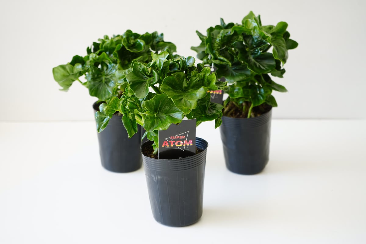 フィロデンドロン スーパーアトム 3.5号 ATOM 観葉植物 セローム 幹