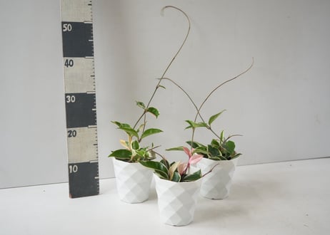 【幸福を編むつる】ホヤ・カルノーサ（サクララン） 4.5号：飴細工のような花と肉厚な葉。アンティーク空間に静かな躍動を添える、長く愛せる一鉢 ｶﾙﾉｰｻ (ｻｸﾗﾗﾝ) ホヤ 4.5号