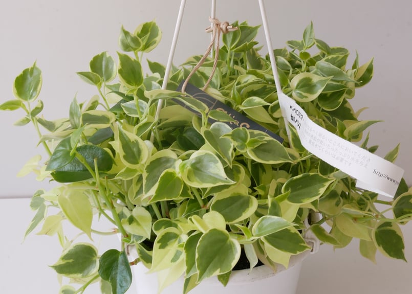 ペペロミア セルペンス 斑入り 観葉植物 ハンギンググリーン