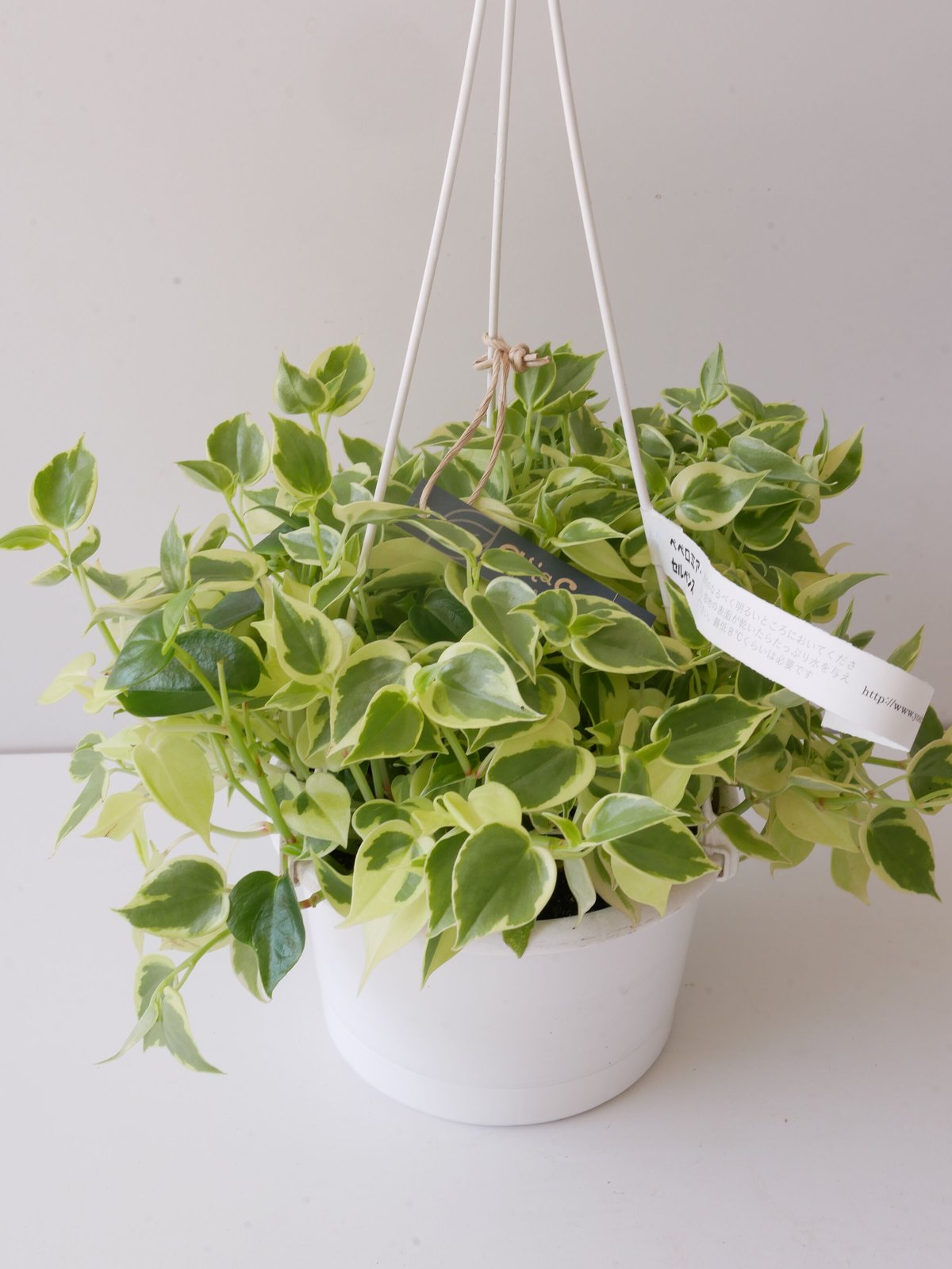 在庫1点のみ　ペペロミア　美依子　斑入り　抜き苗 在庫1点のみ ペペロミア 美依子 斑入り 抜き苗 在庫1点のみ ペペロミア