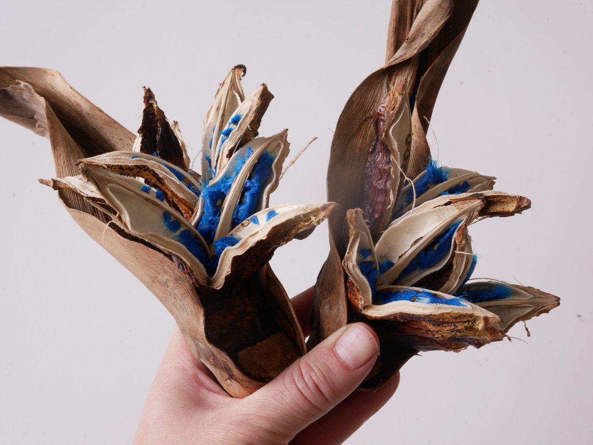 【現品】旅人の木/扇芭蕉　ドライ　特大（1） 現品】旅人の木/扇芭蕉ドライ特大（1）