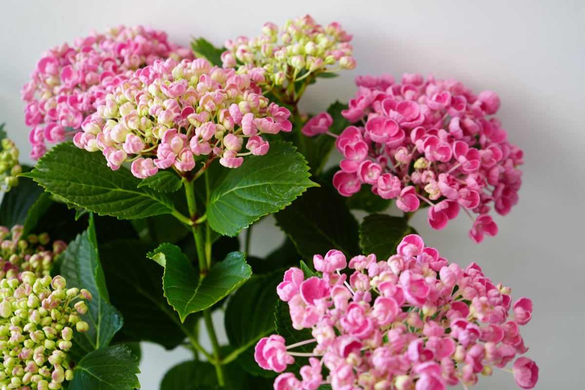 紫陽花 ハイドランジア ポップコーン 5号 ピンク カールする花弁 母の