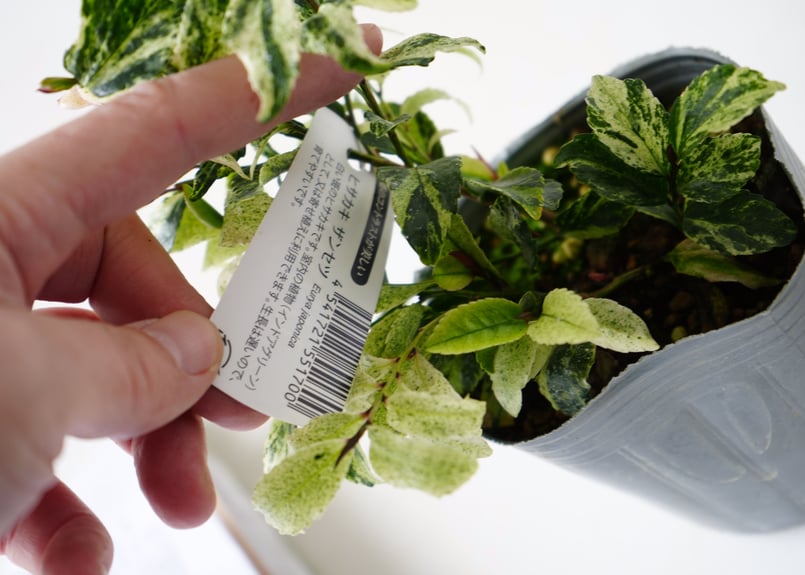 ヒカサキ ザンセツ白斑入り 常緑多年草 艶やかな葉が美しい 庭木