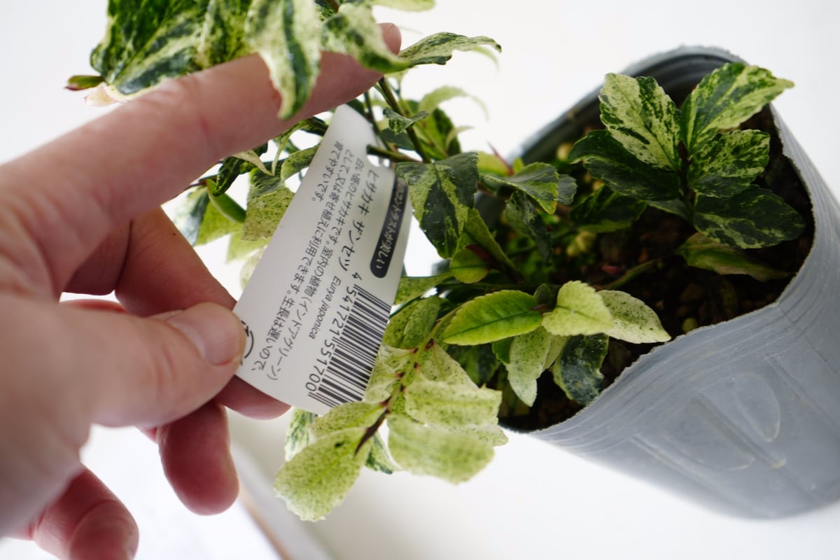 引き取り限定　植物 南紀グリーンハウスのエアープランツスペシャルBOX【エアープランツ