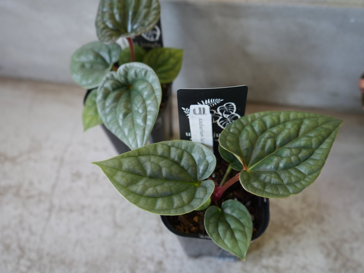 Anthurium luxurians アンスリウム ルクスリアンス 3 🌱 Anthurium luxurians🌱 papillilaminum × luxuriansで