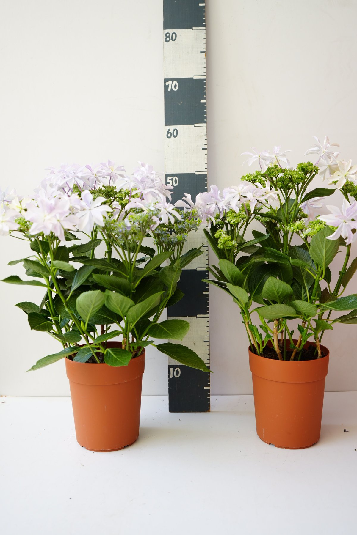 紫陽花 シルバーリーフ ガクアジサイ 芽生 5号 母の日 贈り物