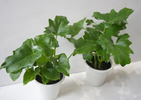 【人気の観葉植物】セロウム 4号サイズ｜育てやすく存在感のあるグリーン　セローム