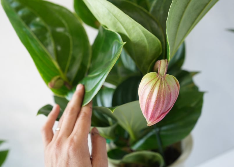 ⭐️メディニラマグニフィカ⭐️フラメンコ蕾6個 メディニラ マグニフィカ フラメンコ medinilla magnifica flamenco