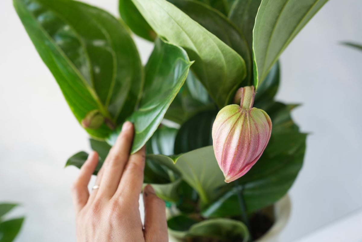 メディニラ マグニフィカ フラメンコ medinilla magnifica flamenco