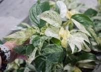 アロカシア スティングレイ Alocasia Stingray | インテリアグリーンと