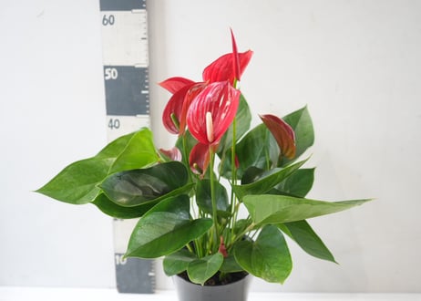 アンスリウム 6号鉢｜観葉植物 花付き 室内 インテリアグリーン 白花 赤花 おしゃれ ギフト 開店祝い 新築祝い｜ｱﾝｽﾘｳﾑ アンス 6号