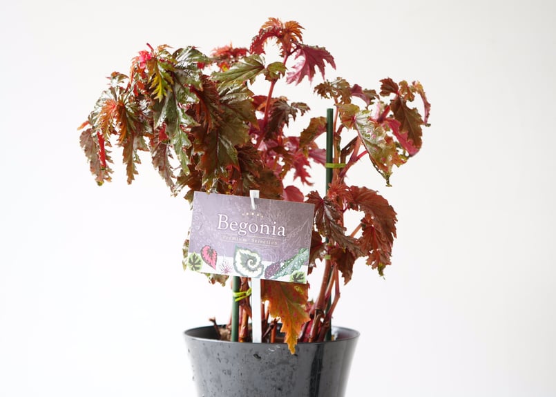 かずやです♪2点セット！オーガスタ　木立ベゴニア6鉢　苗　苗木　そよ風 かずや様専用です♪2点セット！オーガスタ 木立ベゴニア6鉢 苗