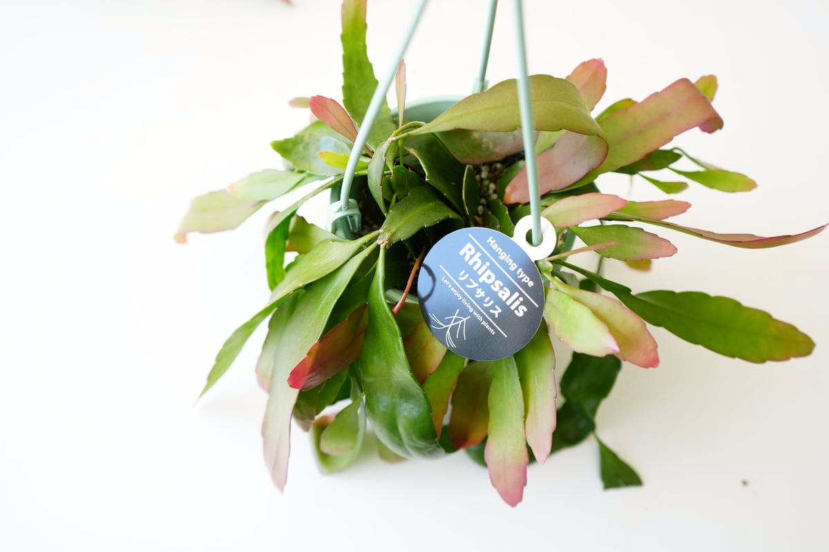 プセウドリプサリス ラムローサ レッドコーラム 3.5号 吊り鉢