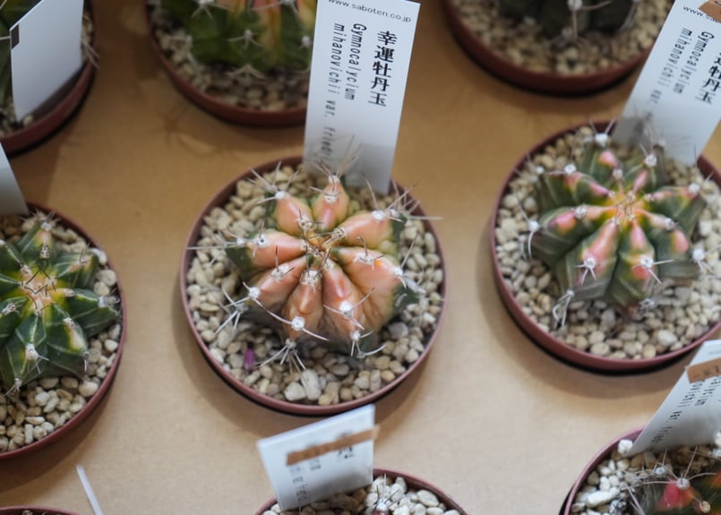 幸運牡丹玉 2.5号 サボテン ギムノカリキウム 薄いピンク色が可愛い