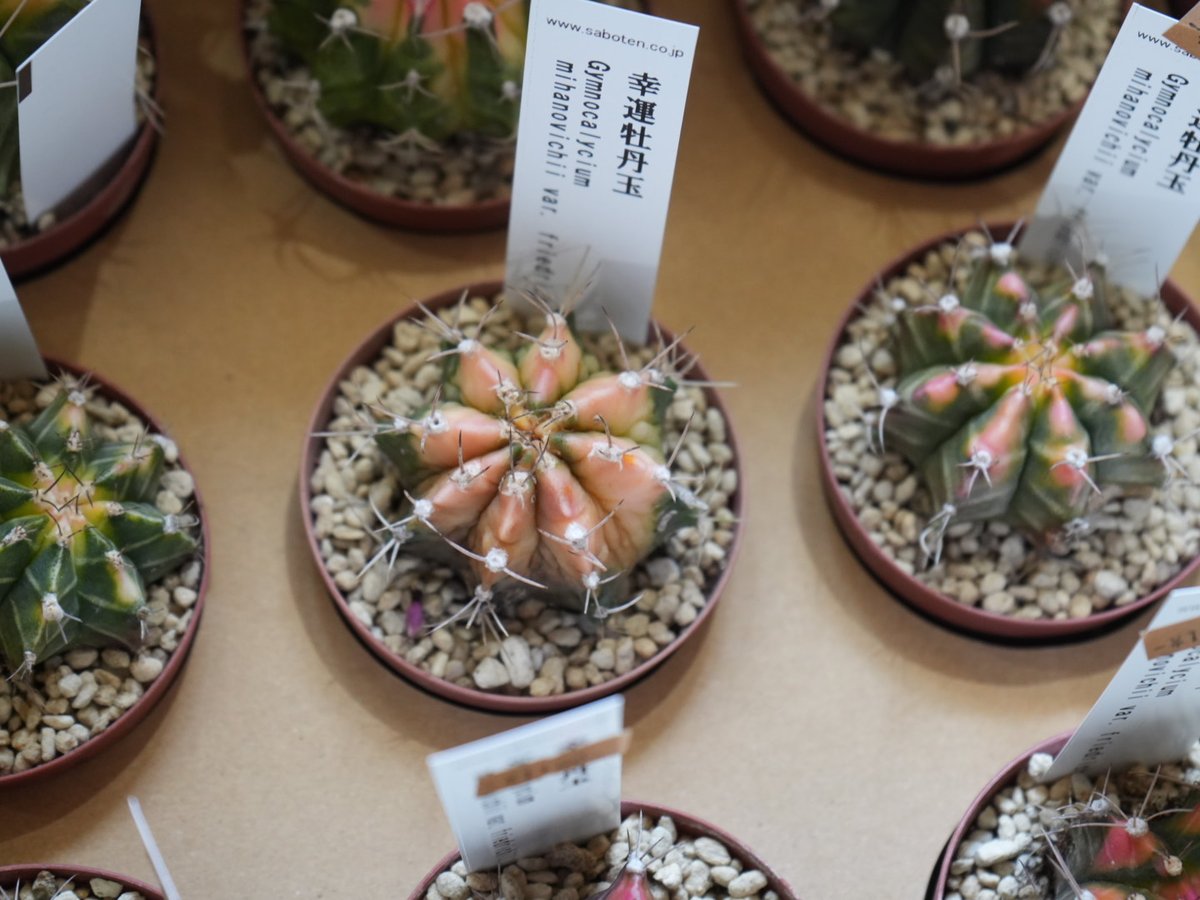 ギムノカリキウム　牡丹玉メンドーサエンセ ギムノカリキウム 刺無牡丹玉 Gymnocalycium mihanovichii サボテン