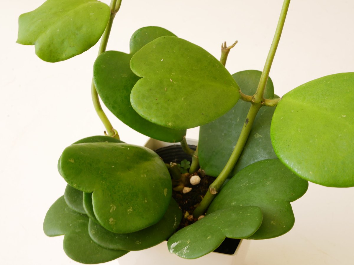 ホヤ カーリー ハートホヤ 大株 （【楽天市場】PLANCHU 観葉植物 ホヤ 