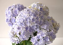 紫陽花さま専用 アキノ様専用 同梱割引 紫陽花 アジサイ スズキ農園 ペール