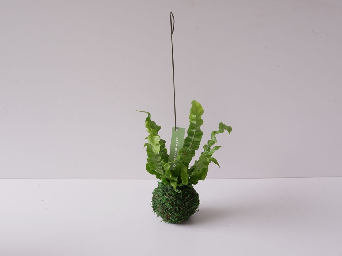 アスプレニウム エメラルドウェーブ 苔玉 観葉植物 シダ | インテリア