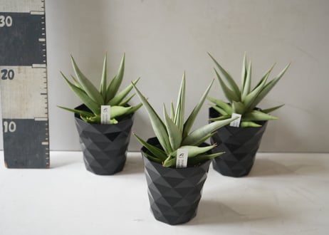 サンセベリア チャニン 4号｜肉厚な葉が美しい希少サンスベリア｜育てやすい観葉植物｜ｻﾝｾﾍﾞﾘｱ ｻﾝｾﾍﾞﾘｱ 4号