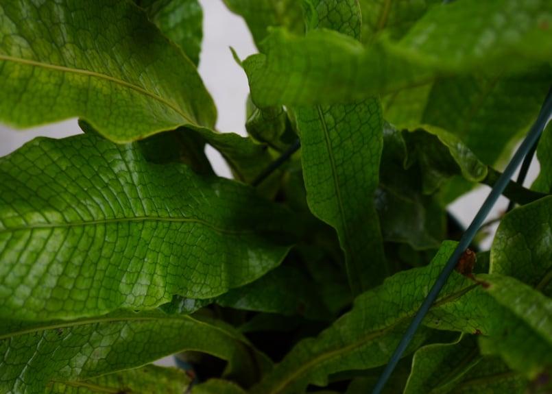 クロコダイルファーン シダ 7号 ウェーブの葉 大株 インテリアの主役に