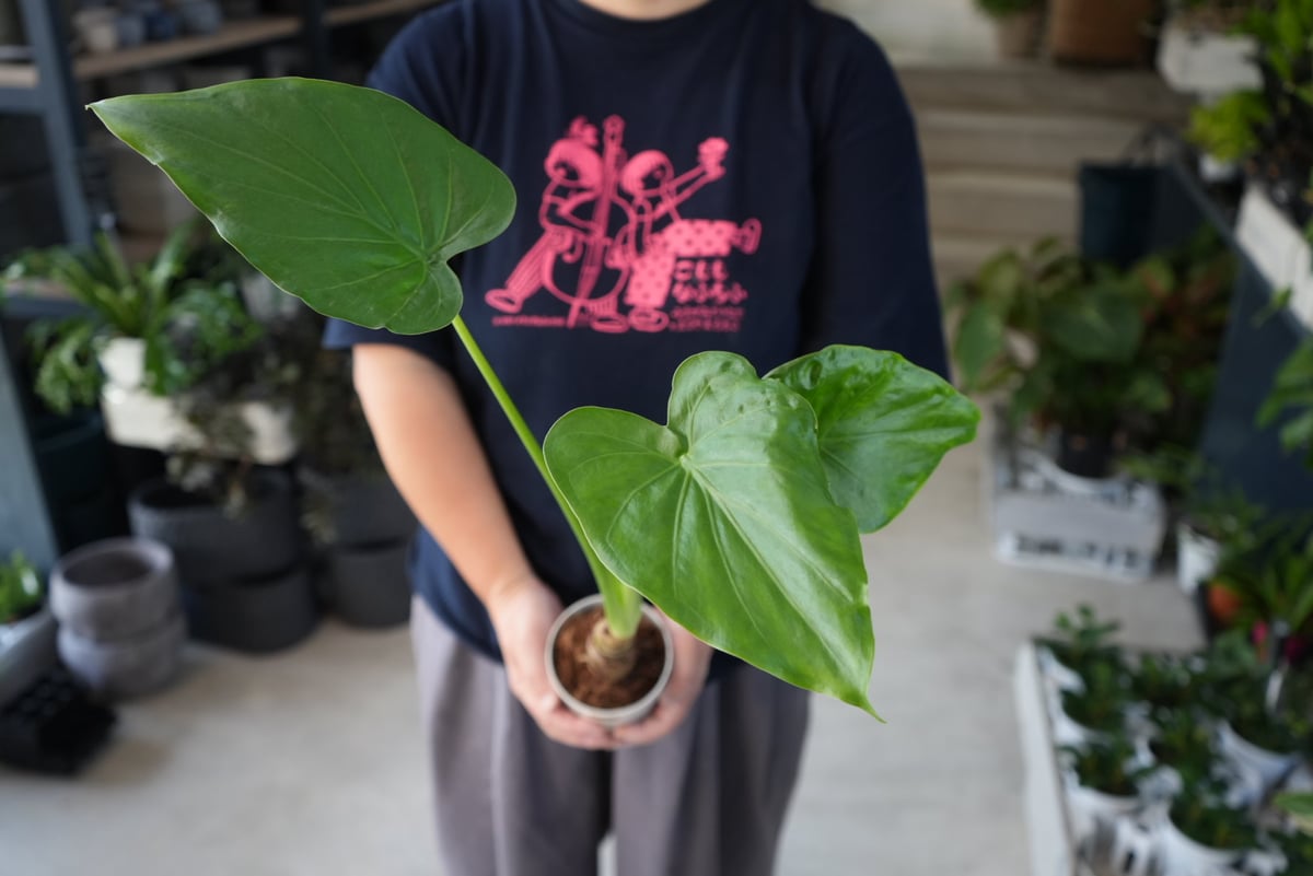 クワズイモ アロカシア3.5号 オドラ ハートの葉 | インテリアグリーン