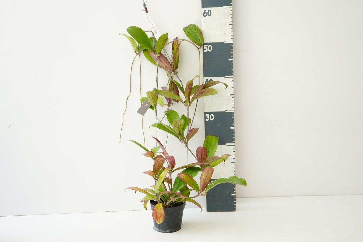 ホヤ エルスリナ 吊り鉢 Hoya erythrina 着生植物 レア植物