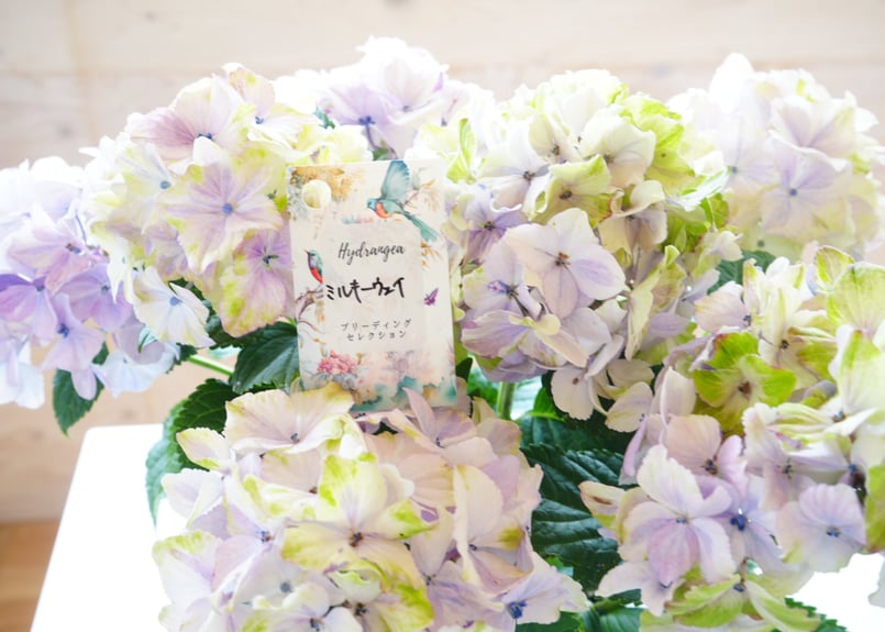 紫陽花苗5号鉢【来季用】/底面給水 紫陽花苗5号鉢【来季用】/底面給水