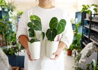 アロカシア スティングレイ Alocasia Stingray | インテリア