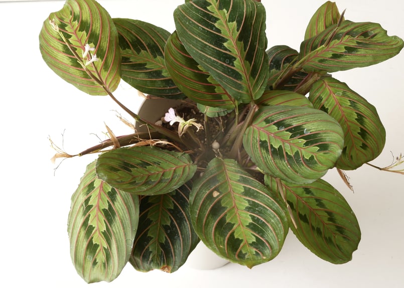 クズウコン マランタ 6号 美しい葉模様 育てやすい お洒落インテリア