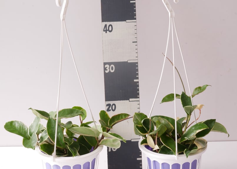 ホヤ カルノーサ サクララン 5号 吊り鉢 ハンギング 育てやすい