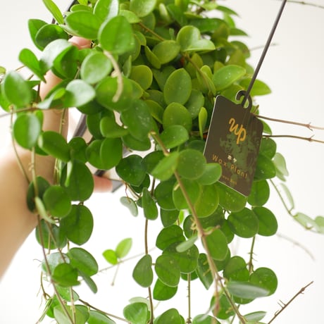 ホヤ　マチルダ　5寸ハンギング鉢　育てやすい　観葉植物