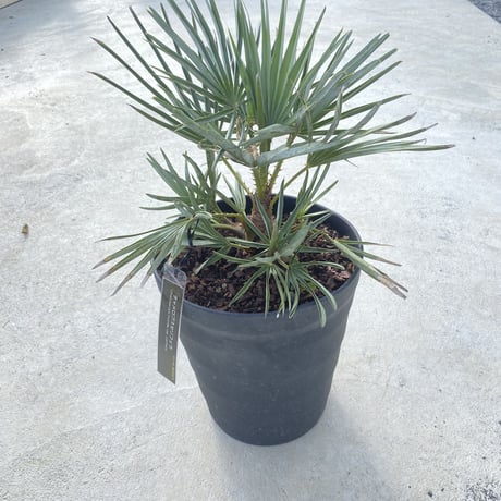 チャメロプス | STORES