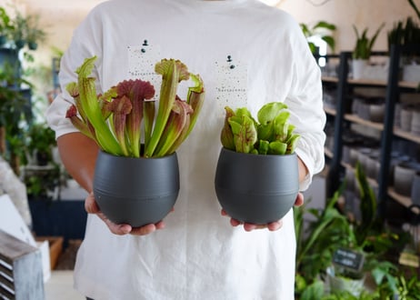 サラセニア 食中植物 4.5号 多年草 鮮やかなカラー