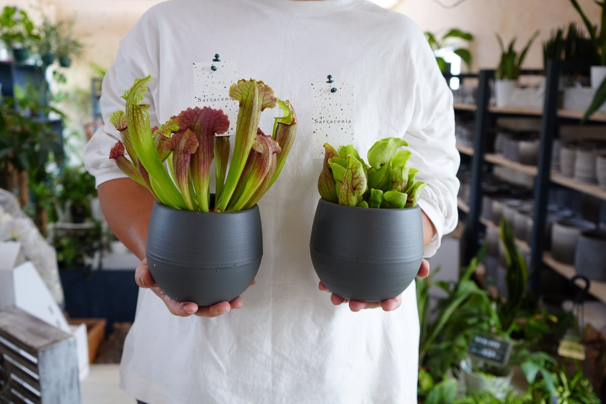 サラセニア 食中植物 4.5号 多年草 鮮やかなカラー | インテリア