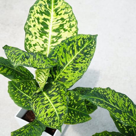 ディフェンバキア | STORES