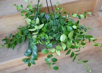 チャメロプス セリフェラ 8号 かっこいいシルバーリーフ ヤシ ドライ