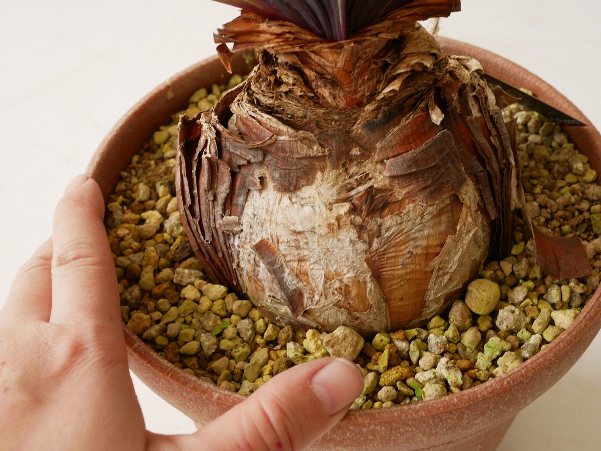 ブーファン 扇状に広がる葉 発根済 ケープバルブ | インテリアグリーン