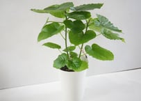 シダ リュウビンタイ 4号 ゴツゴツ カッコいいシダ 観葉植物