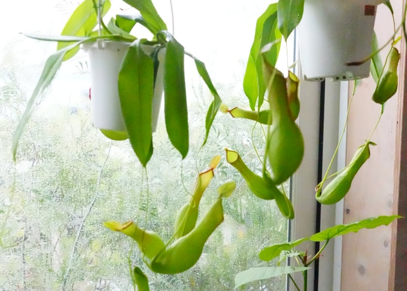 ネペンテス ウツボカズラ 4号吊り鉢 食中植物 ウツボカズラ 可愛い