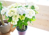 紫陽花 ユニコーン 6号  ブルー 底面給水 額紫陽花 母の日 お祝い 毎年楽しめる プレゼント
