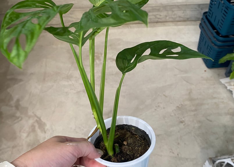 モンステラ マドカズラ 3号 観葉植物 爽やかインテリア | インテリア