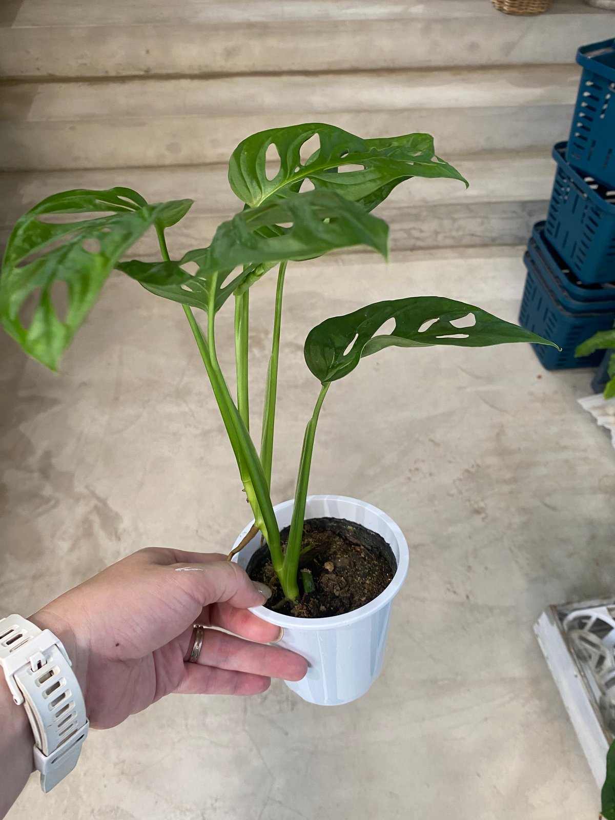 モンステラ マドカズラ 3号 観葉植物 爽やかインテリア | インテリア