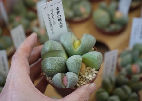 メセン 令和の桃太郎 多肉植物  ユニークな見た目 ほんのり桃色